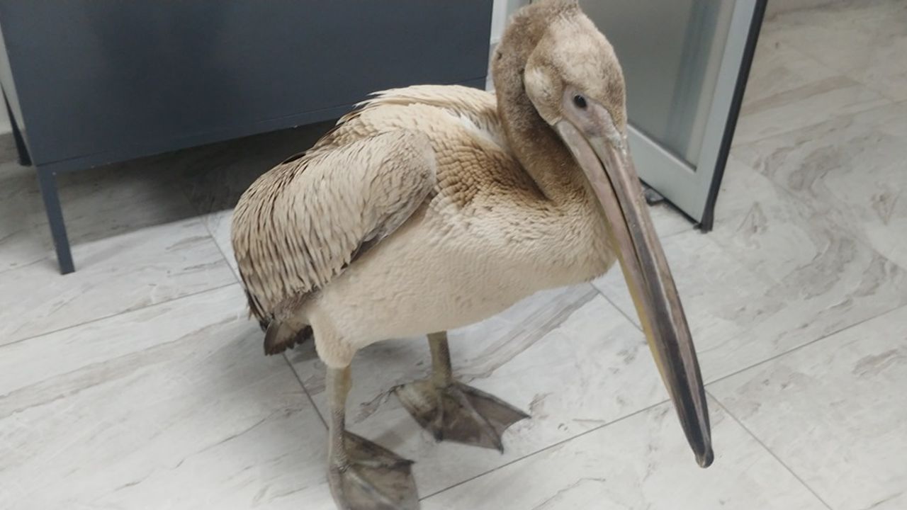 Yaralı halde bulunan pelikan tedaviye alındı