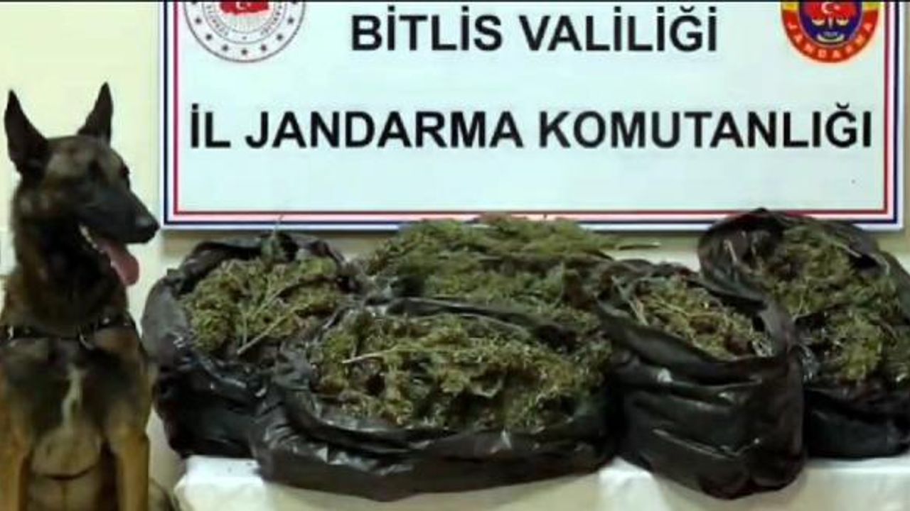 Bitlis’te 10 kilo 200 gram skunk ele geçirildi