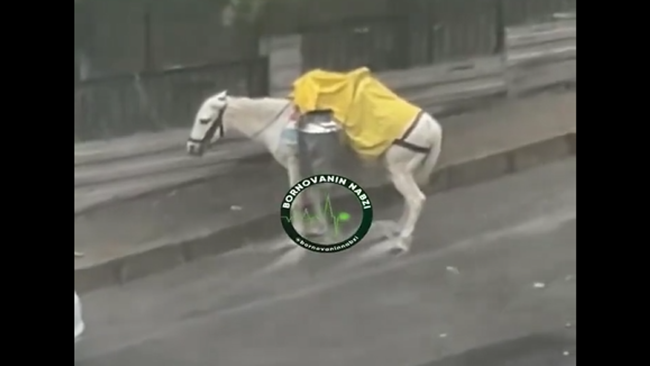İzmir'de iple bağlandığı için yağmurda mahsur kalan atın görüntüleri tepki çekti