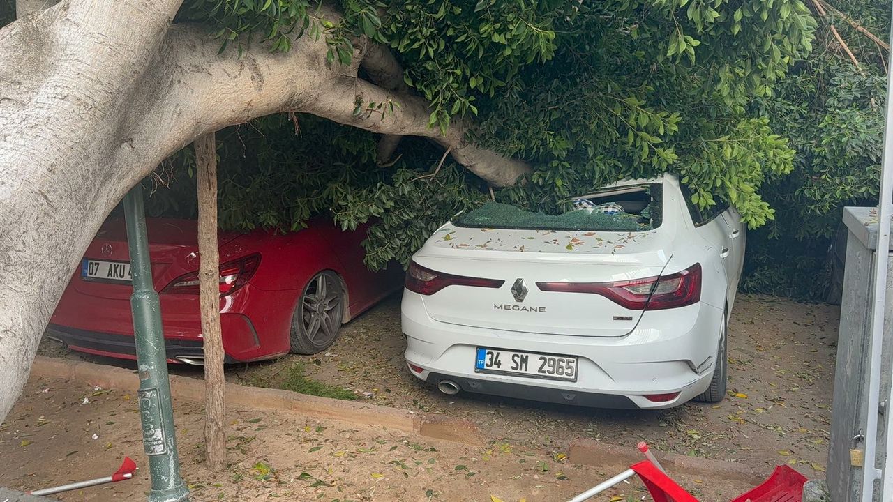 Antalya’da ağaç 5 otomobilin üzerine devrlidi
