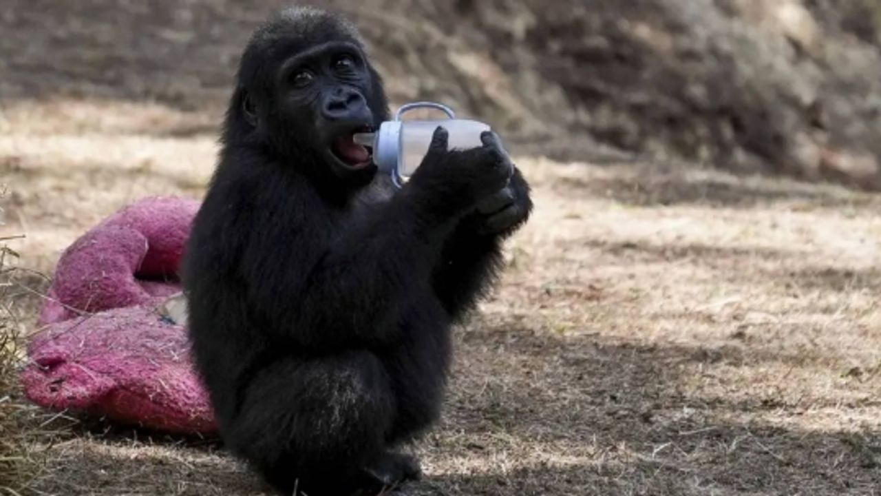 Nijerya'dan Türkiye'ye ‘Zeytin’ tepkisi