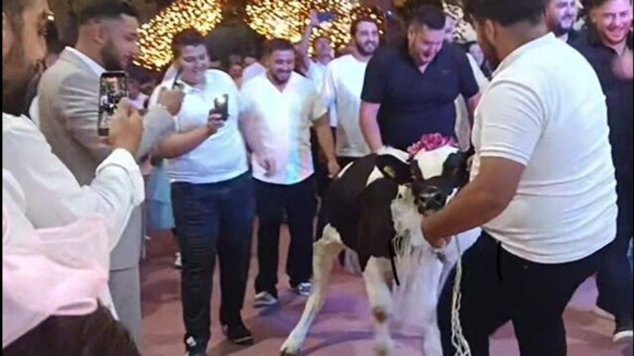 Takı töreninde damada altın yerine 'dana' hediye ettiler