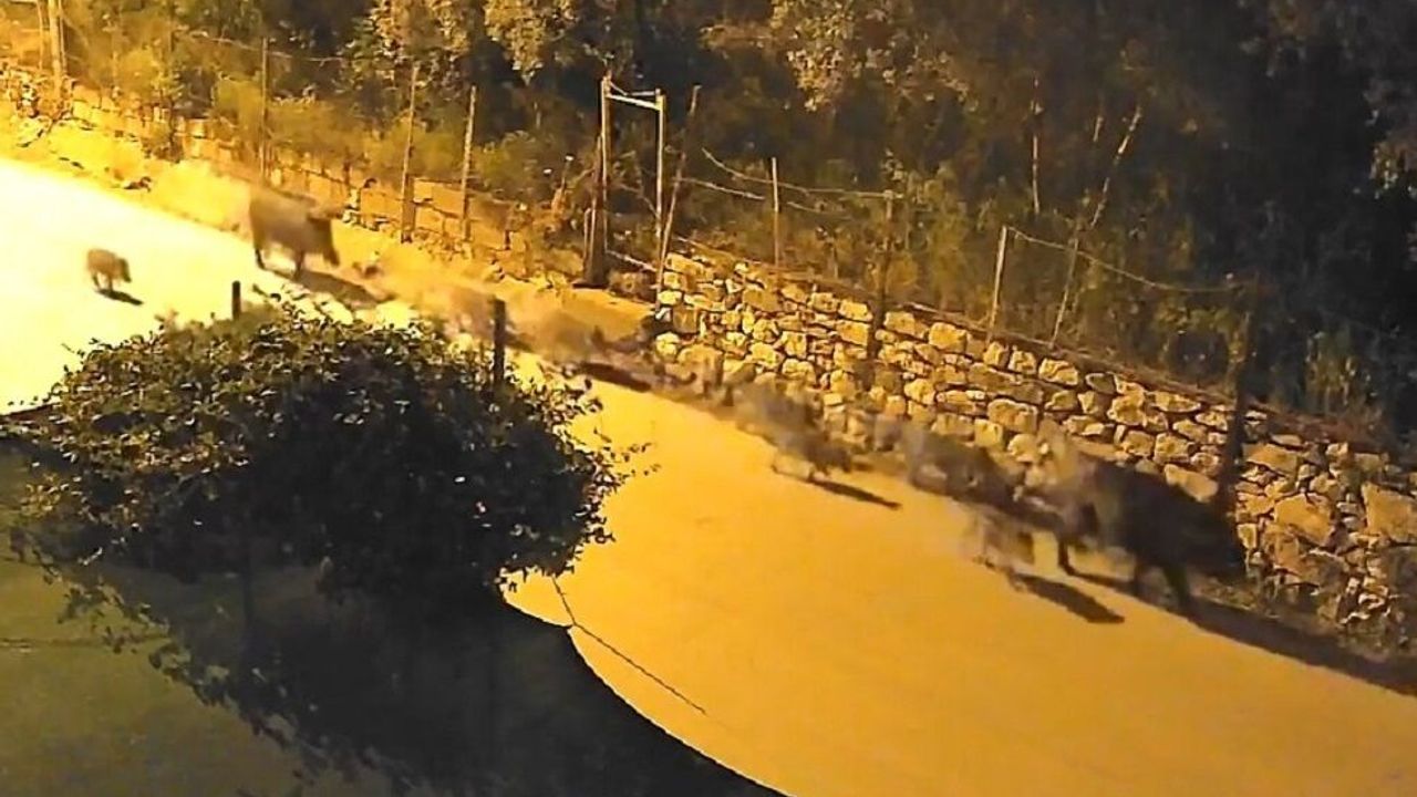 Yaban domuzu sürücü şehir merkezine indi