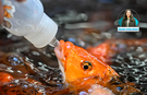 Baby Fish’ler kapatılmadı; Etimesgut ve Keçiören belediyeleri yönetmeliğe rağmen işletmelerin ruhsat almasına izin verdi