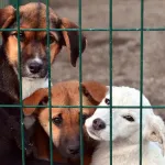81 ilde barınaklar dahil sokak köpeği denetimi yapılacak