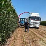 Çiftçiden alınan mısır silajları hayvan yetiştiricilerine dağıtılıyor