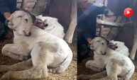 Erzurum'da çift başlı buzağı dünyaya geldi