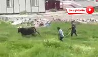 Ankara'da kesimden kaçan kurbanlık boğayı özel tim yakaladı!