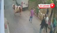 Bursa'da kesilmek üzereyken kaçan boğa güçlükle yakalandı