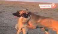 Aksaray'da köpek dövüştüren 3 kişiye 39 bin lira ceza: O anlar ortaya çıktı