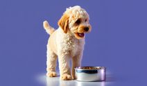Araştırma: Köpeklerin yüzde 84'ü anksiyete belirtileri gösteriyor