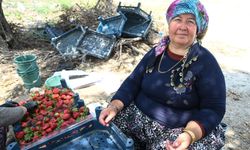 İzmir Menemen'de sandık başına giden üreticiler sonrasında çilek hasadına devam etti