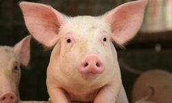 ABD'de, ilk defa bir hastaya genetiği değiştirilmiş domuz böbreği nakledildi