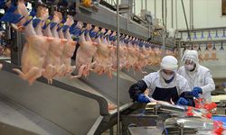 Tavuk eti üretimi şubat ayında azaldı