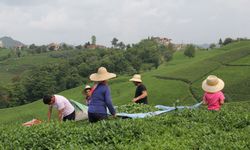 Yaş çay alım fiyatı açıklandı