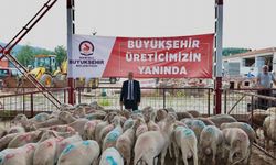 Denizli'de hayvancılığa hibe desteği