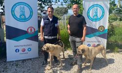 Eğitimli köpekler 'Kiraz’ ve ‘Ateş’  çiftçiye can yoldaşı olacak