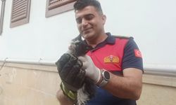 Nehre düşen kedi itfaiye ekiplerince kurtarıldı