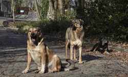 Bursa'da sahipsiz köpeklerin saldırısına uğrayan 3 çocuktan 2'si yaralandı