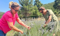 Bodrum'da lavanta hasadı başladı