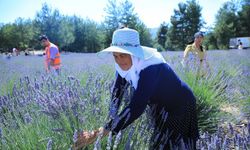 Muğla Büyükşehir Koku Vadisi’nde lavanta şenliği düzenliyor