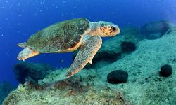 Alanya'da bulunan 300 caretta caretta yuvası koruma altına alındı