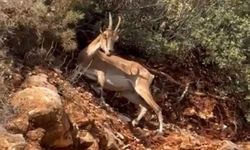 Kaş'ta 2 tane dağ keçisi görüntülendi