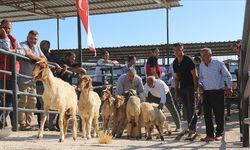 Kahramanmaraş'ta depremzede besicilere koyun desteği verildi