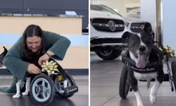 Mercedes, bacaklarını kaybeden köpeğe tekerlekli sandalye yaptı