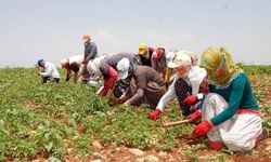 İşçi ölümlerinin yüzde 12’si mevsimlik tarımda yaşanıyor