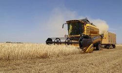TZOB'dan buğday alım fiyatlarına tepki: Buğday fiyatları revize edilmeli