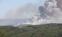 Tekirdağ'ın Malkara ilçesinde orman yangını çıktı