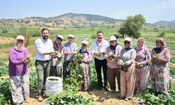 Kornişon üreticilerinde hasat sevinci