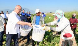 Manisa'da tarım emekçileriyle hasat vakti buluşması