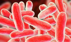 Salmonella nedir, belirtileri ve tedavisi nedir?