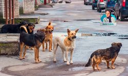 Vatandaşlar ‘başıboş köpek sorunu’ konusunda ikiye bölündü: Kısırlaştırmak mı uyutmak mı?