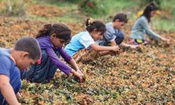 DİSK: Çocuk istihdamı 239 bin arttı