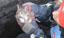 Ağır hasarlı binanın su kuyusuna düşen kedi yavrusu kurtarıldı