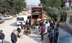 Deprem bölgesine 5 bin 804 büyükbaş hayvan dağıtılacak