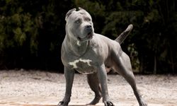 İngiltere'de 'American Bully XL' cinsi köpekler yasaklanacak