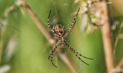 Kırşehir'de, dünyanın en zehirli örümceklerinden 'argiope lobata' görüldü