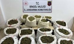 Bingöl'de 3 milyon 325 bin kök Hint keneviri, 194 kilogram esrar ele geçirildi