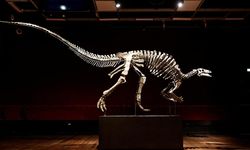 Dinozor 'Barry' Paris'teki müzayedede satışa çıkıyor