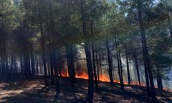 Muğla'da çıkan orman yangınına müdahale ediliyor