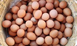 Rusya, Türkiye'den 38,2 milyon adet yumurta ithal etti
