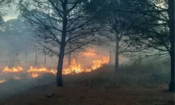 Çanakkale Valiliği'nden orman yangını uyarısı