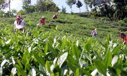 Çay üreticilerine destek ödemesi 30 Kasım'da yapılacak