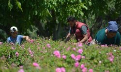 Isparta'da gül çiçeği alım fiyatı yükseldi