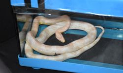 Mısır yılanı ve tarantulayı satmaya çalışırken yakalandı