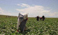 Pancar üreticilerinin avans ödemeleri hesaplarına yatırıldı